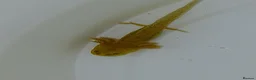 Other/Mixed Breed fish for sale: Axolotls babies gold and copper  - Advert 8