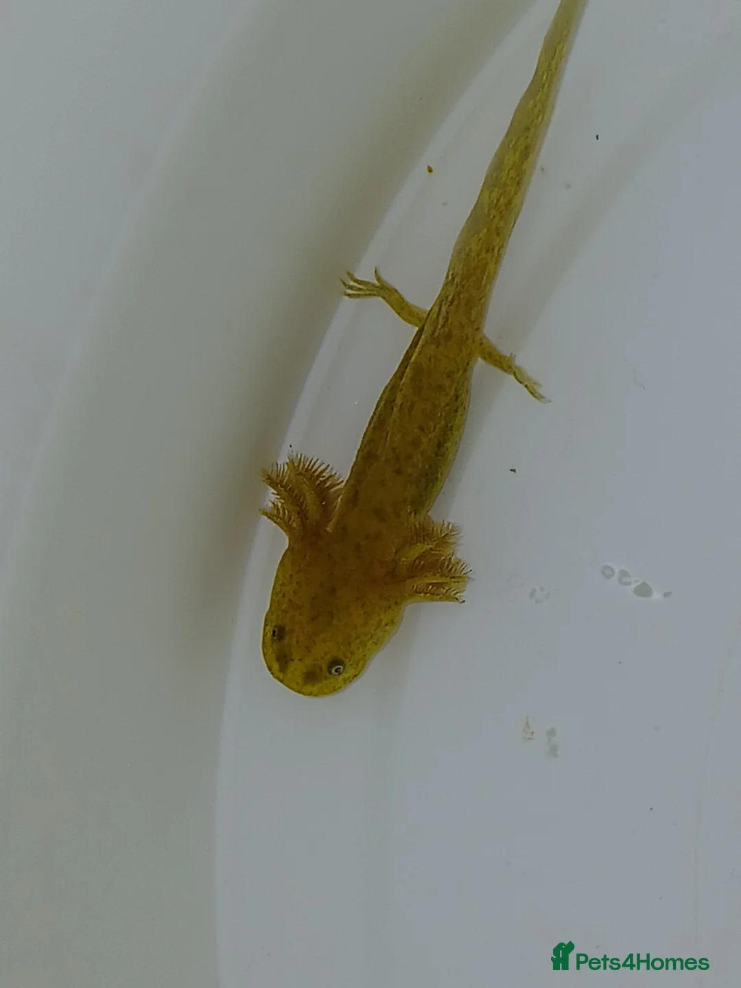 Other/Mixed Breed fish for sale: Axolotls babies gold and copper  - Advert 8