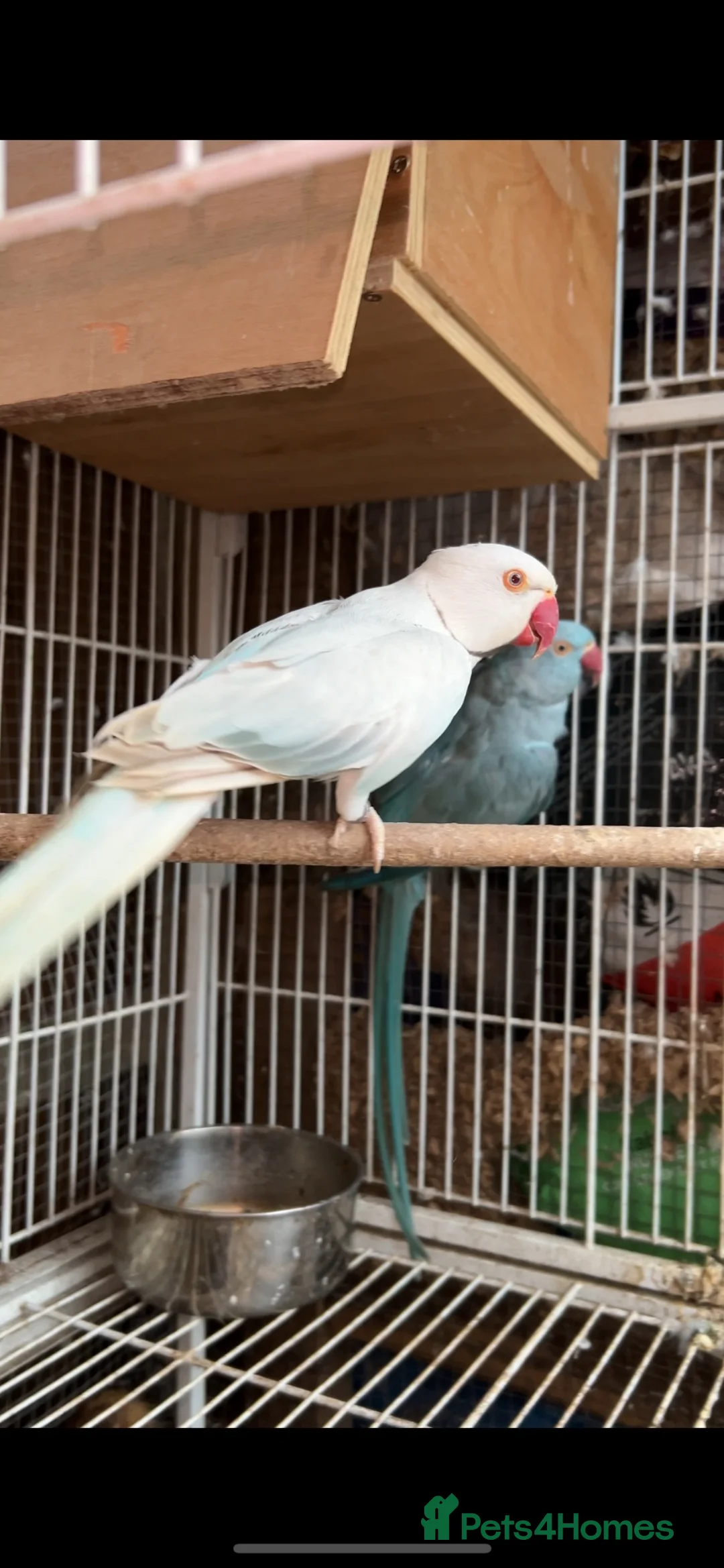 Ringnecks birds for sale: Proven Breeding Pair Ringneck Parrots  - Advert 2