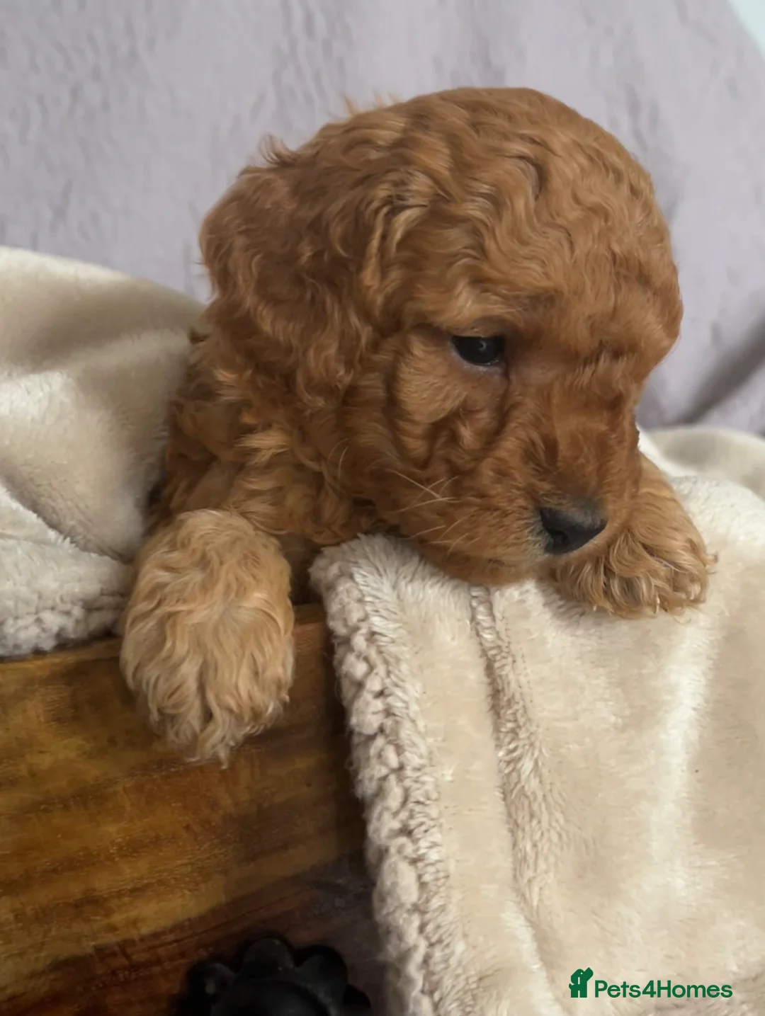 Toy Poodle dogs for sale: Toy Poodle Puppies - Advert 1