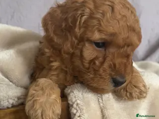 Toy Poodle dogs Toy Poodle Puppies - Advert 9