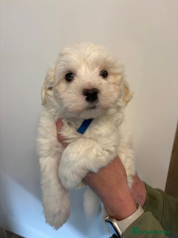 Maltipoo dogs - Advert 4