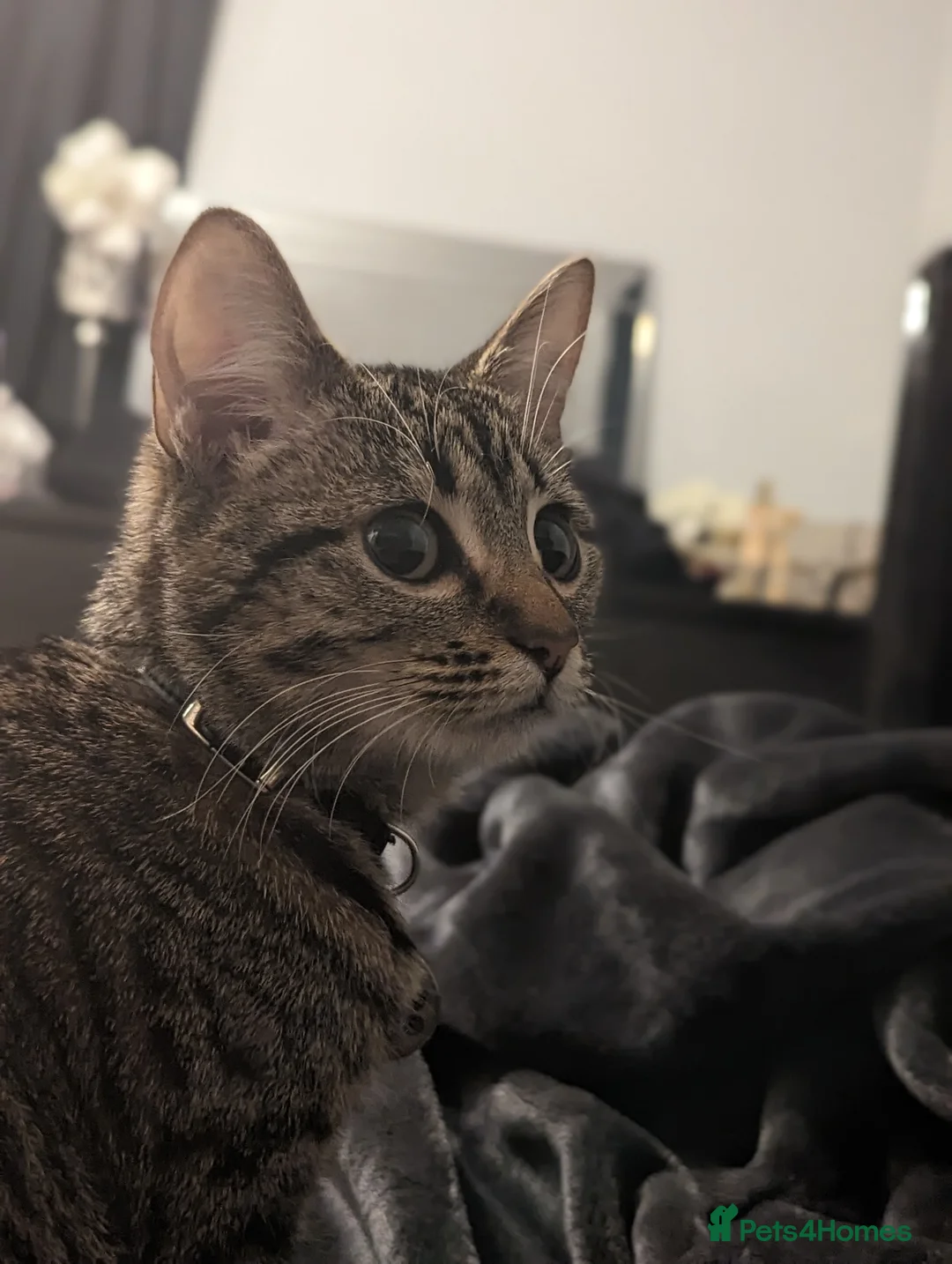 Mixed Breed cats for sale: New home needed - Advert 5