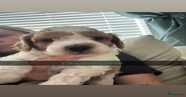 Cockapoo dogs - Advert 3