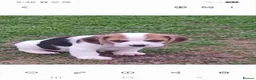 Beagle dogs for sale: Beagle puppies  - Advert 4