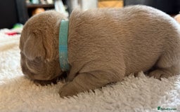 French Bulldog dogs for sale: French bulldog puppies  - Image 3