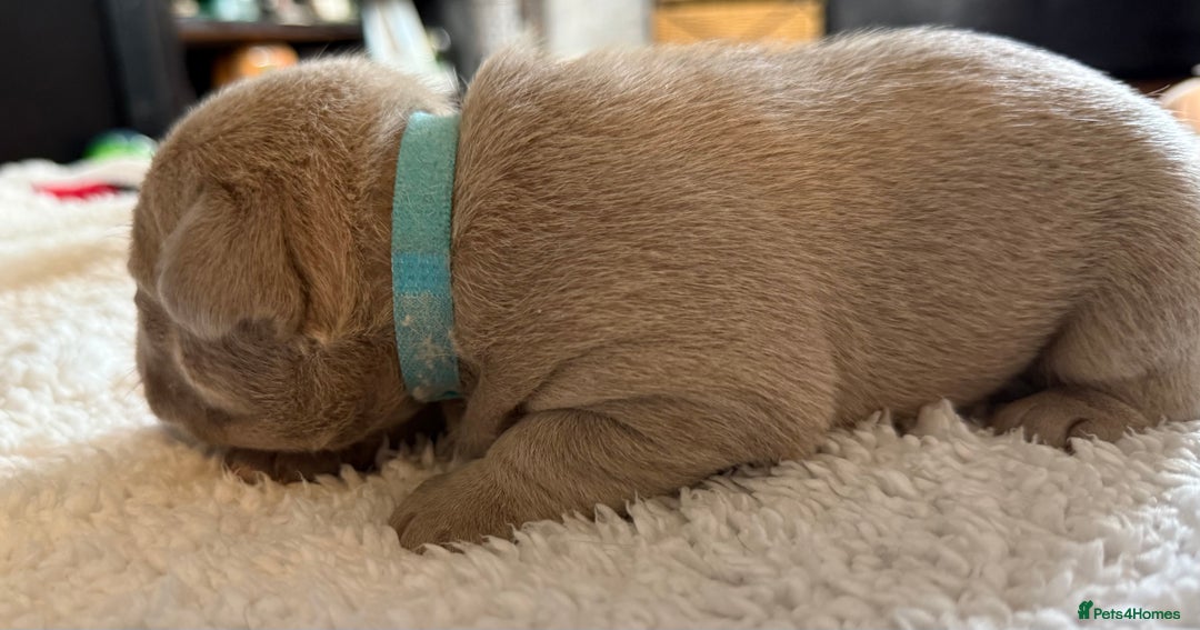 French Bulldog dogs for sale: French bulldog puppies  - Image 3
