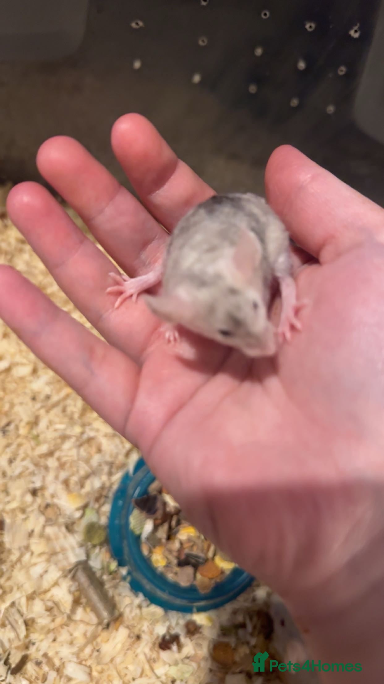 Mouse rodents Males fancy mice  - Advert 1