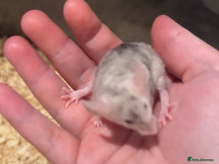 Mouse rodents Males fancy mice - Advert 1