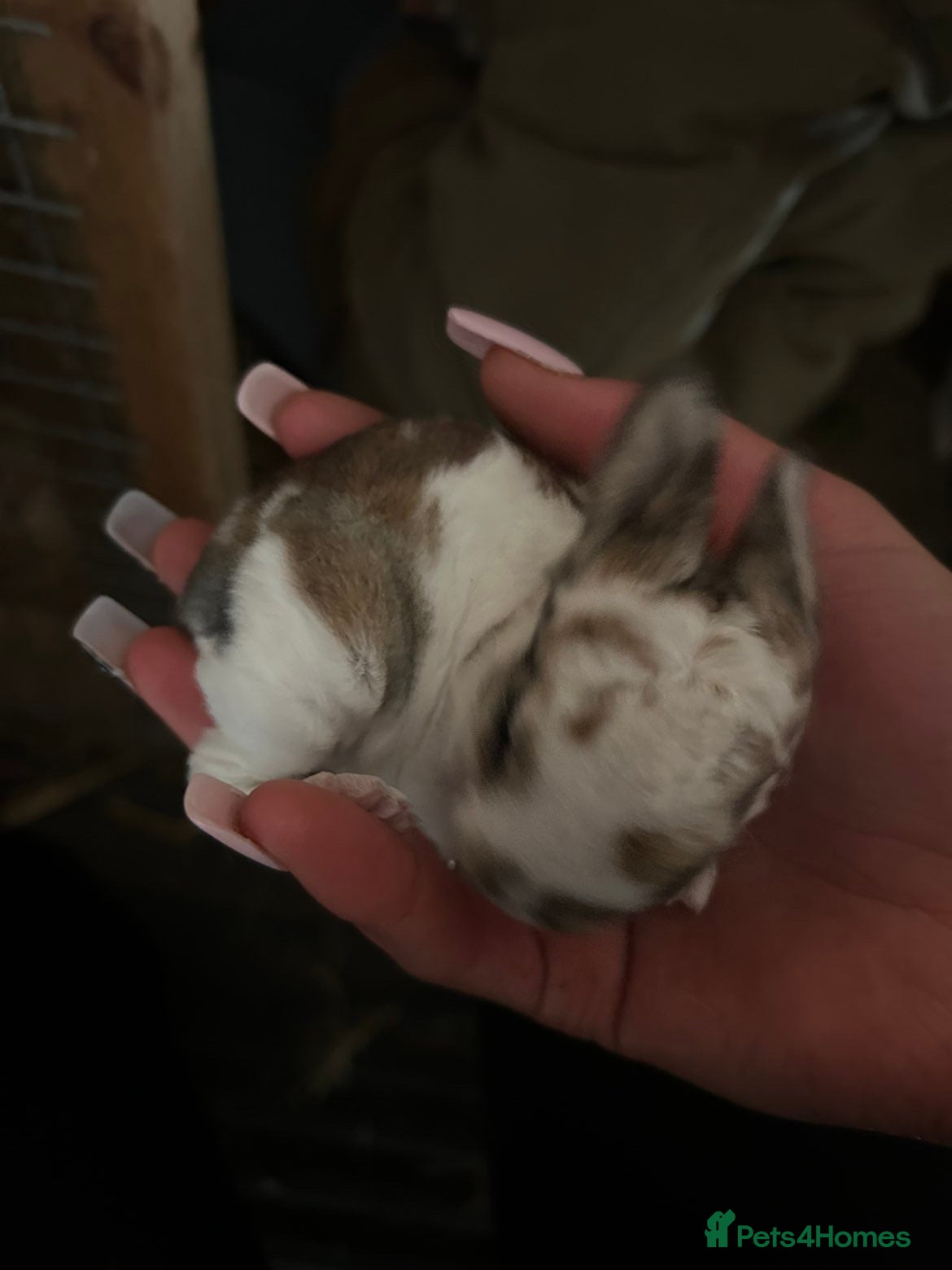 Rex rabbits Rex babys - Advert 3