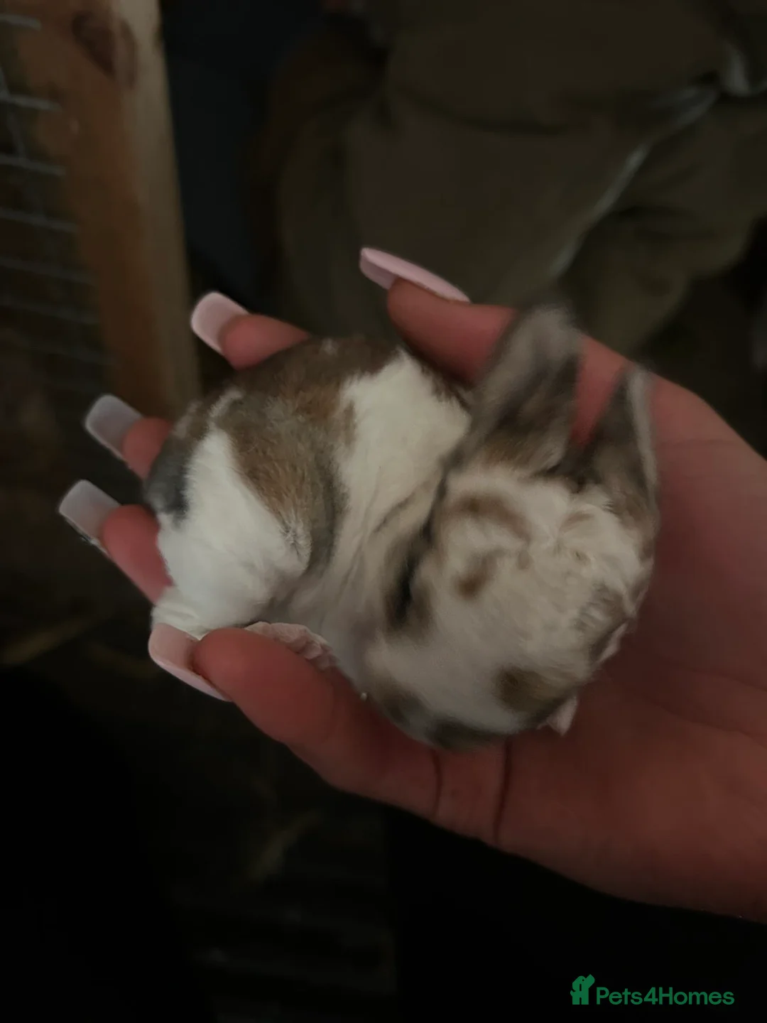 Rex rabbits for sale: Rex babys - Advert 1