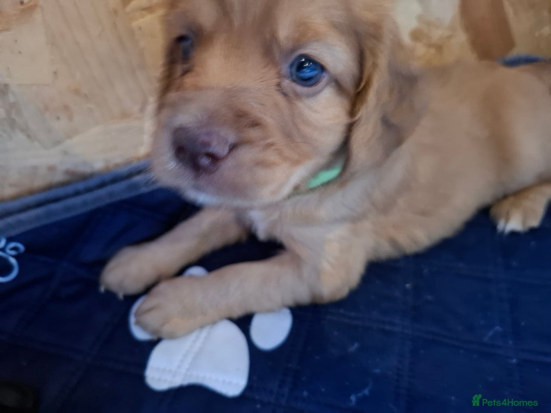 Cockapoo dogs for sale: F2 Cockapoos Puppies Gloucester - Advert 16