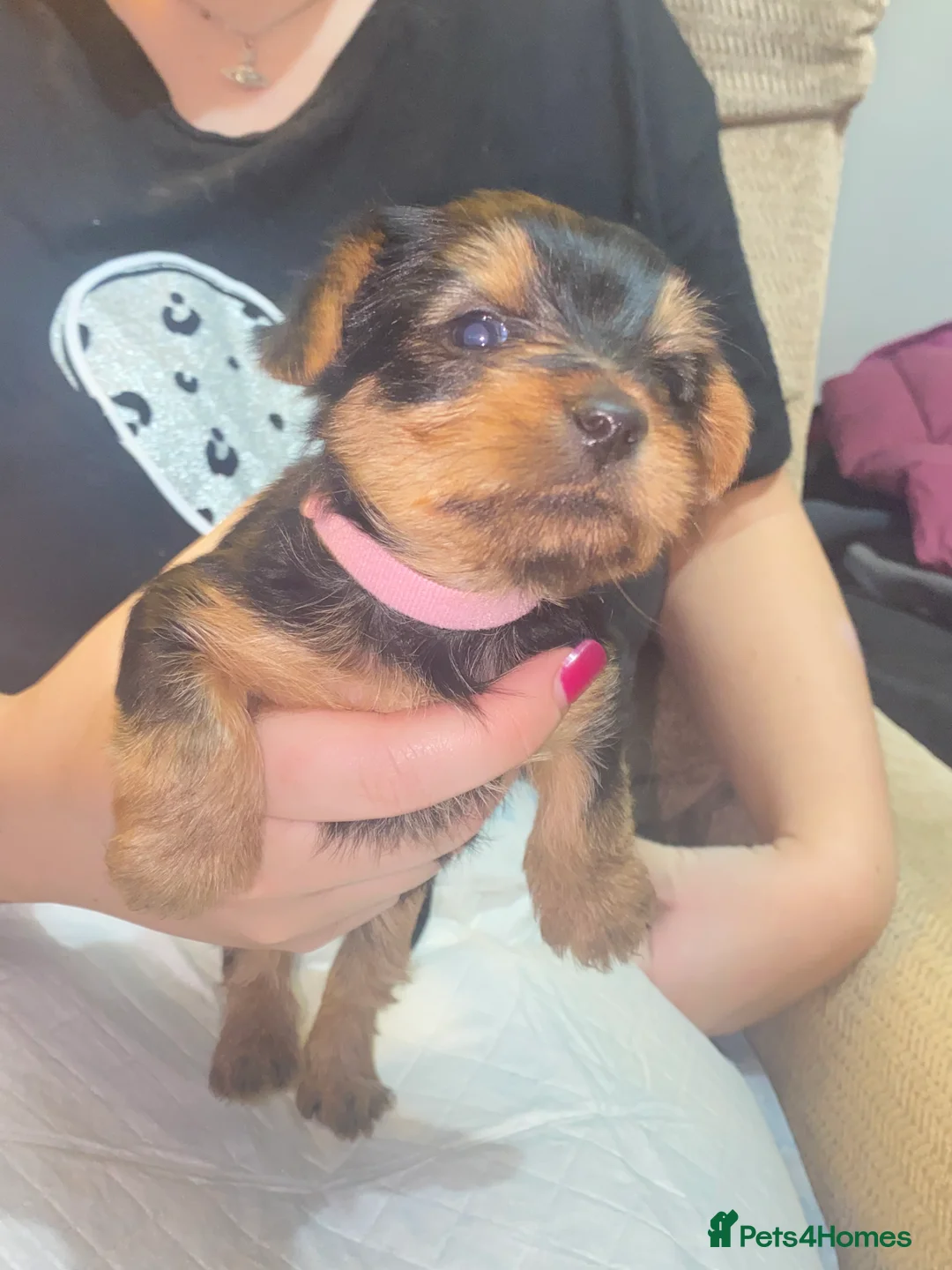 Yorkshire Terrier dogs for sale: 4 Stunning Miniature Yorkshire terriers for sale  - Advert 18