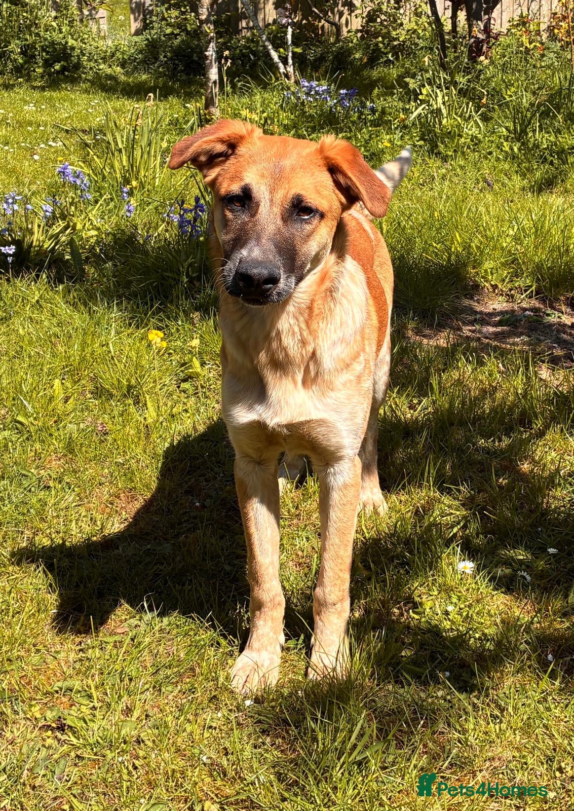Mixed Breed dogs Adorable Atlas 6 month old - Advert 1