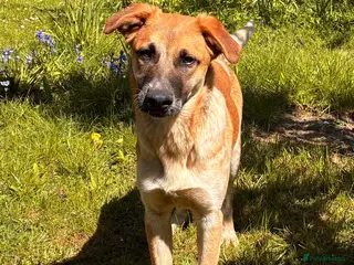 Mixed Breed dogs Adorable Atlas 6 month old - Advert 1