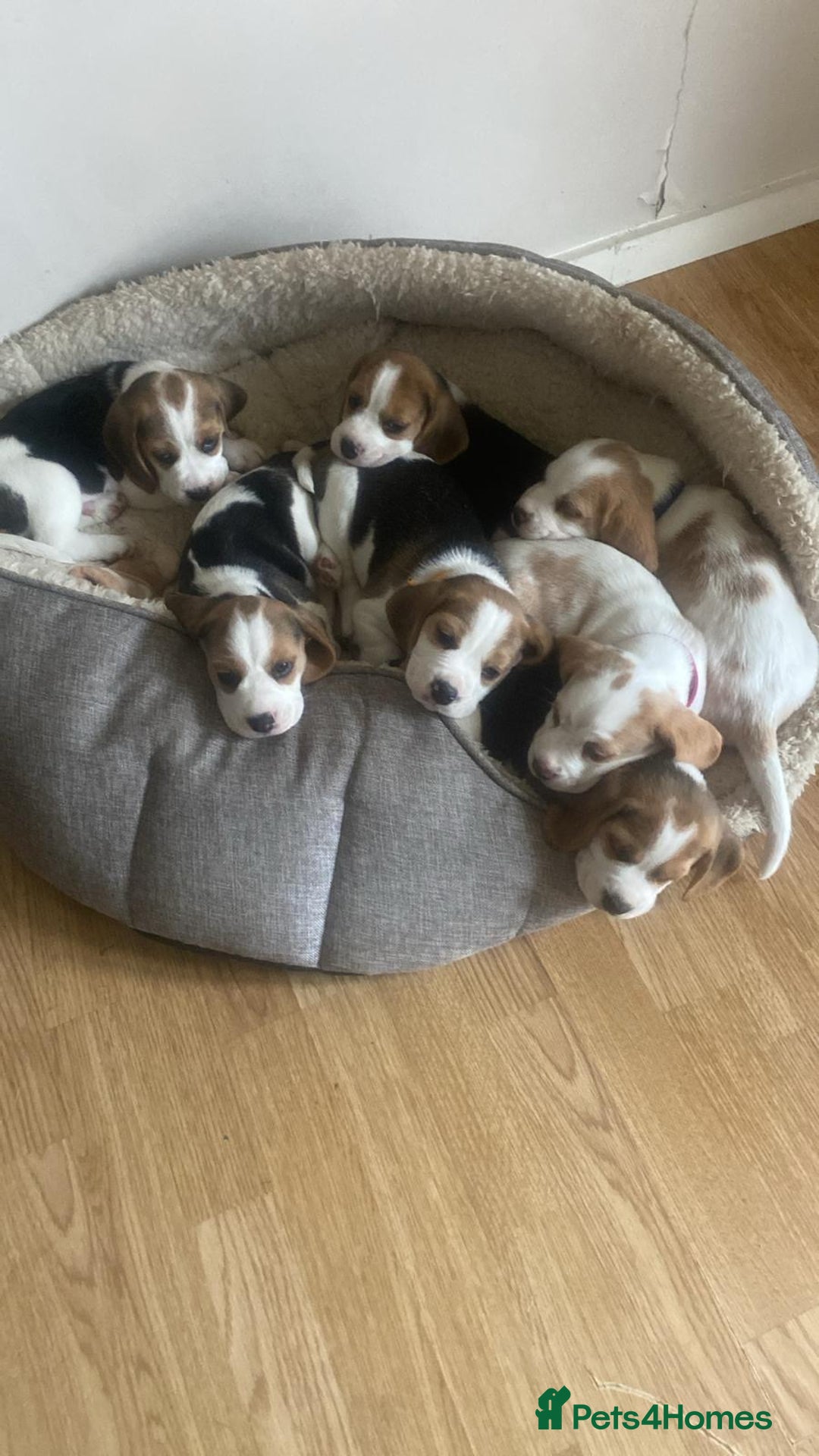 Beagle dogs for sale: Pedigree KC Registered Male Beagle Puppy - Advert 5