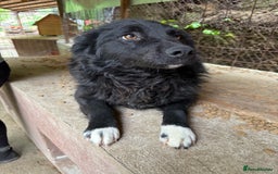 Mixed Breed dogs for adoption: Astra - Friendly girl looking for a home! - Image 4