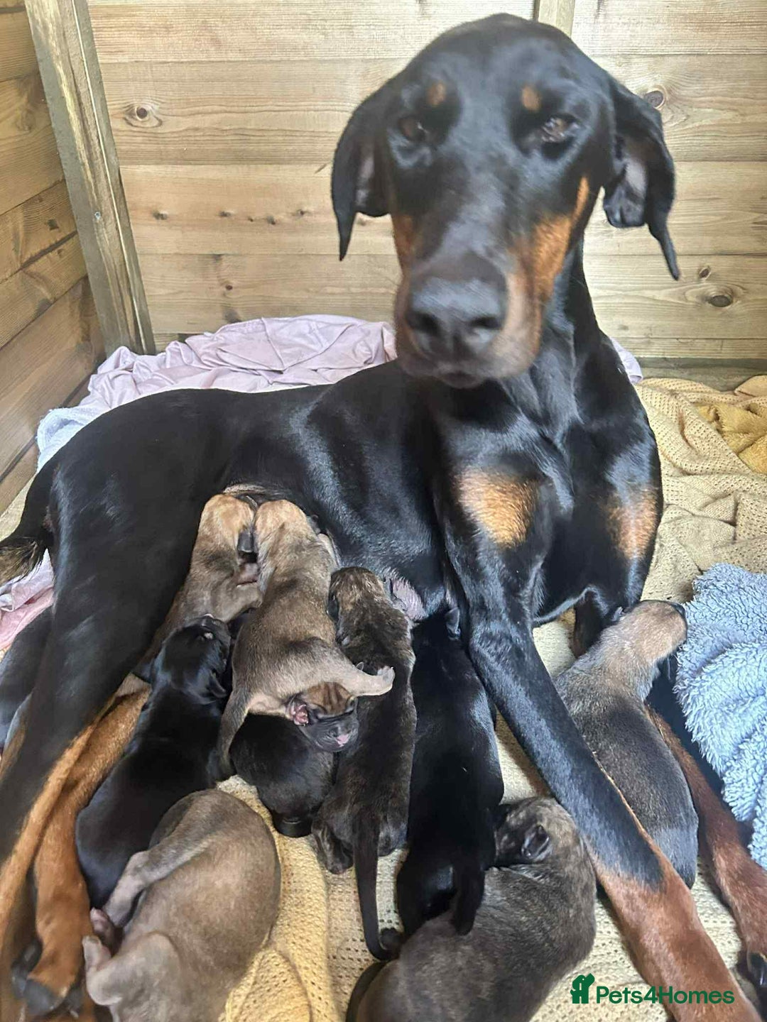Mixed Breed dogs for sale: Beautiful Dobermann  ** tiff Pups - Advert 1