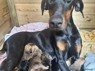 Mixed Breed dogs Beautiful Dobermann ** tiff Pups - Advert 1