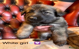 German Shepherd dogs for sale: Long-Haired Straight Back German Shepherd Puppies - Image 33
