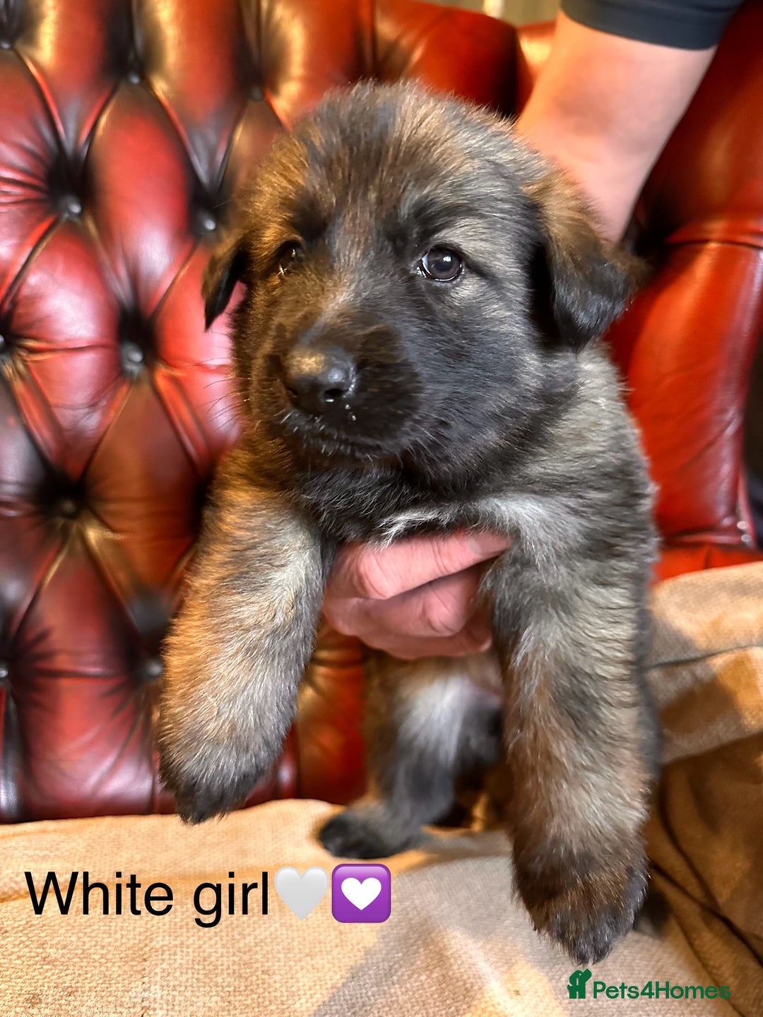 German Shepherd dogs for sale: Long-Haired Straight Back German Shepherd Puppies - Image 33