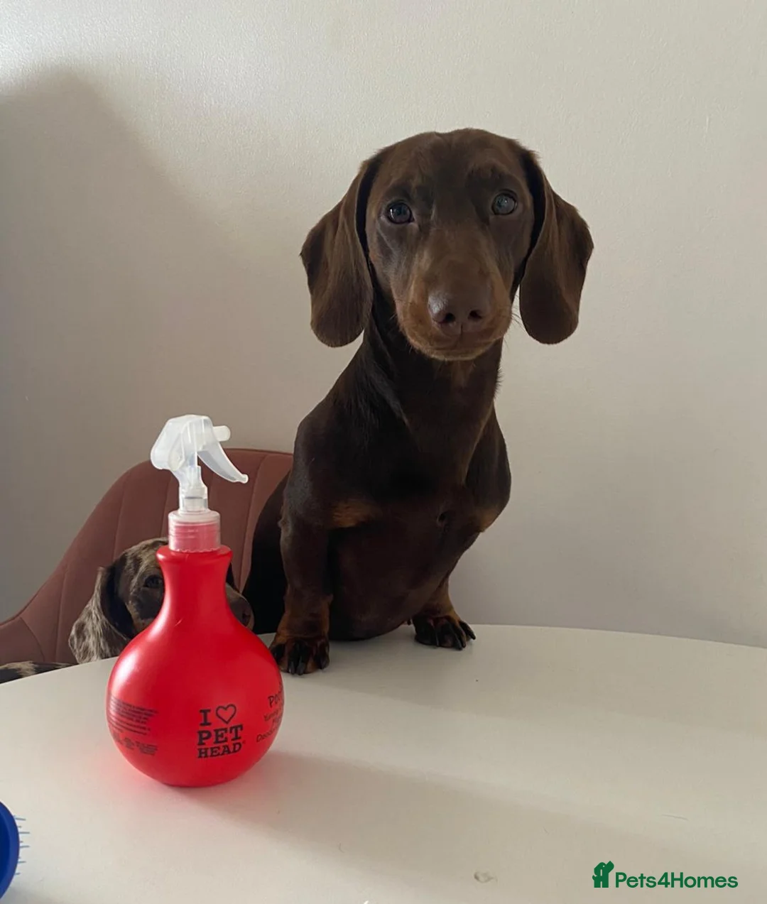 Dachshund dogs for stud: *STUD* mini in Romford - Advert 4