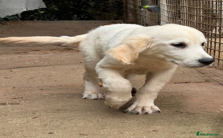 Golden Retriever dogs - Advert 1