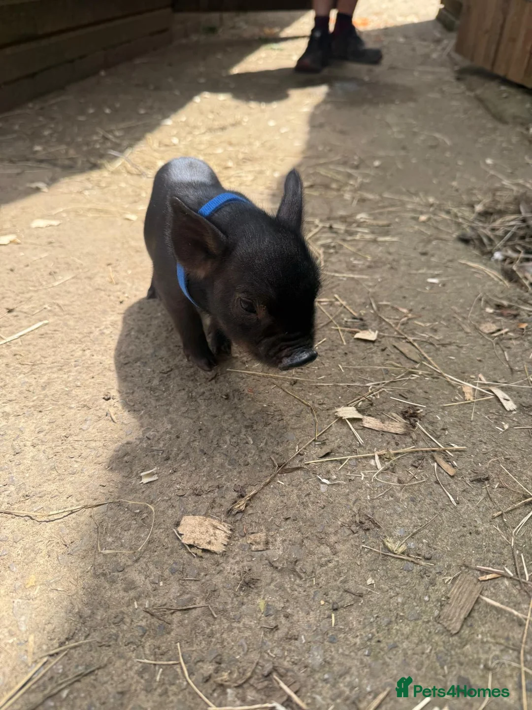 Pig livestock for sale: micro pigs for sale - Advert 11