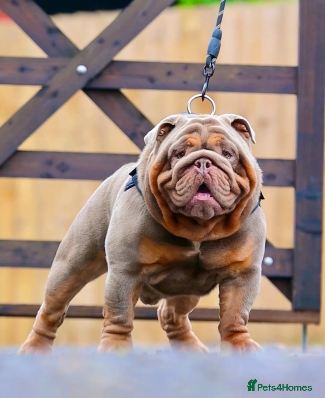 English Bulldog dogs for stud: !!REDUCED!! RYDER SON OF BENCHPRESS - STUD in Basildon - Advert 6