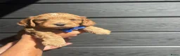 Cockapoo dogs for sale: Cockerpoos - Advert 18