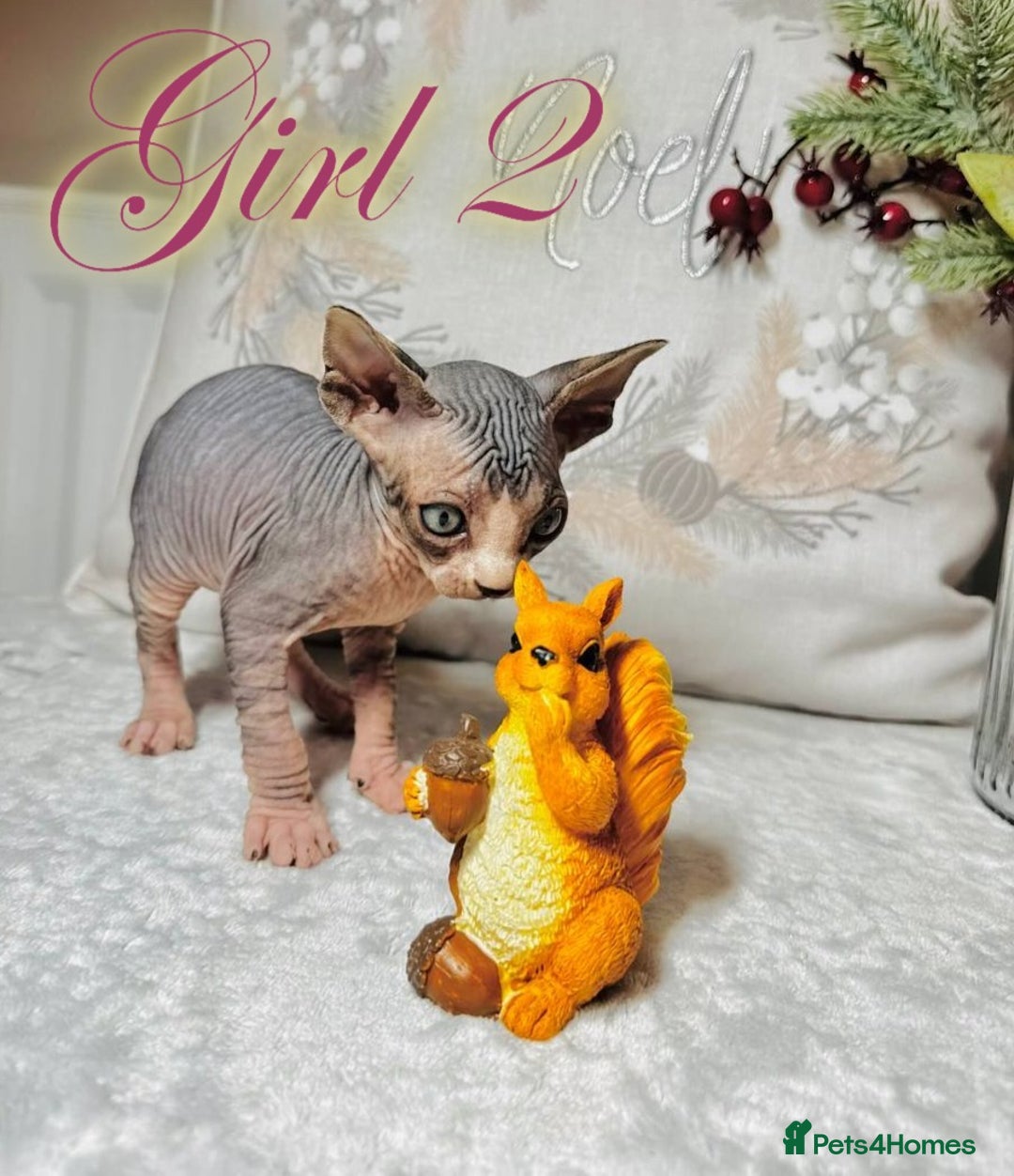 Sphynx cats for sale: Stunning Pedigree Sphynx Kittens - Advert 12