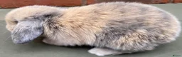 Mini Lop rabbits for sale: STUNNING PURE BRED MINI LOPS MUST SEE - Advert 15