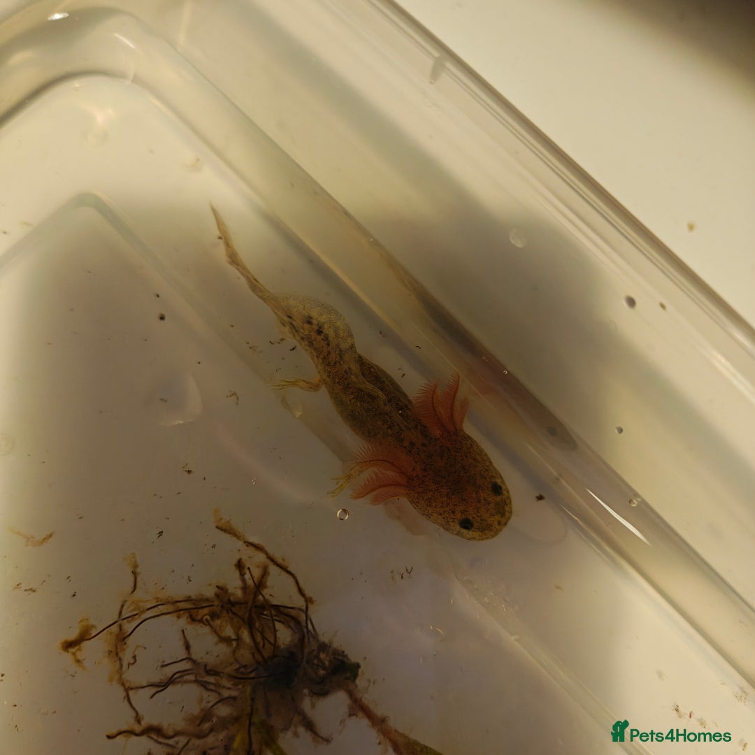 Axolotl reptiles for sale: 3 month old axolotls - Advert 7