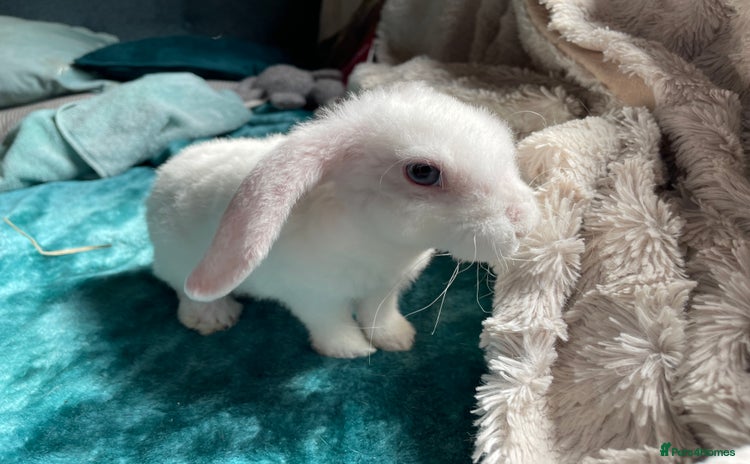 Mini Lop rabbits - Advert 11