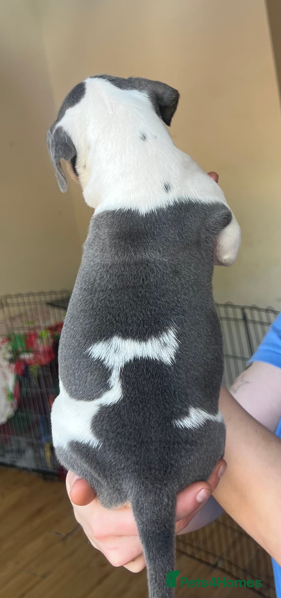 Mixed Breed dogs for sale: Olde Thyme English bulldog X New english bulldogs - Image 4