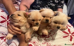 Chow Chow dogs for sale: Chow chow - Image 4