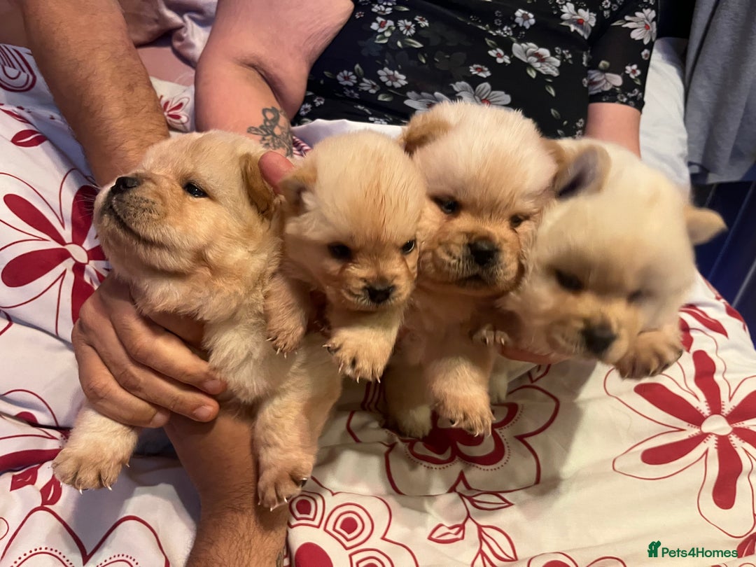 Chow Chow dogs for sale: Chow chow - Image 4