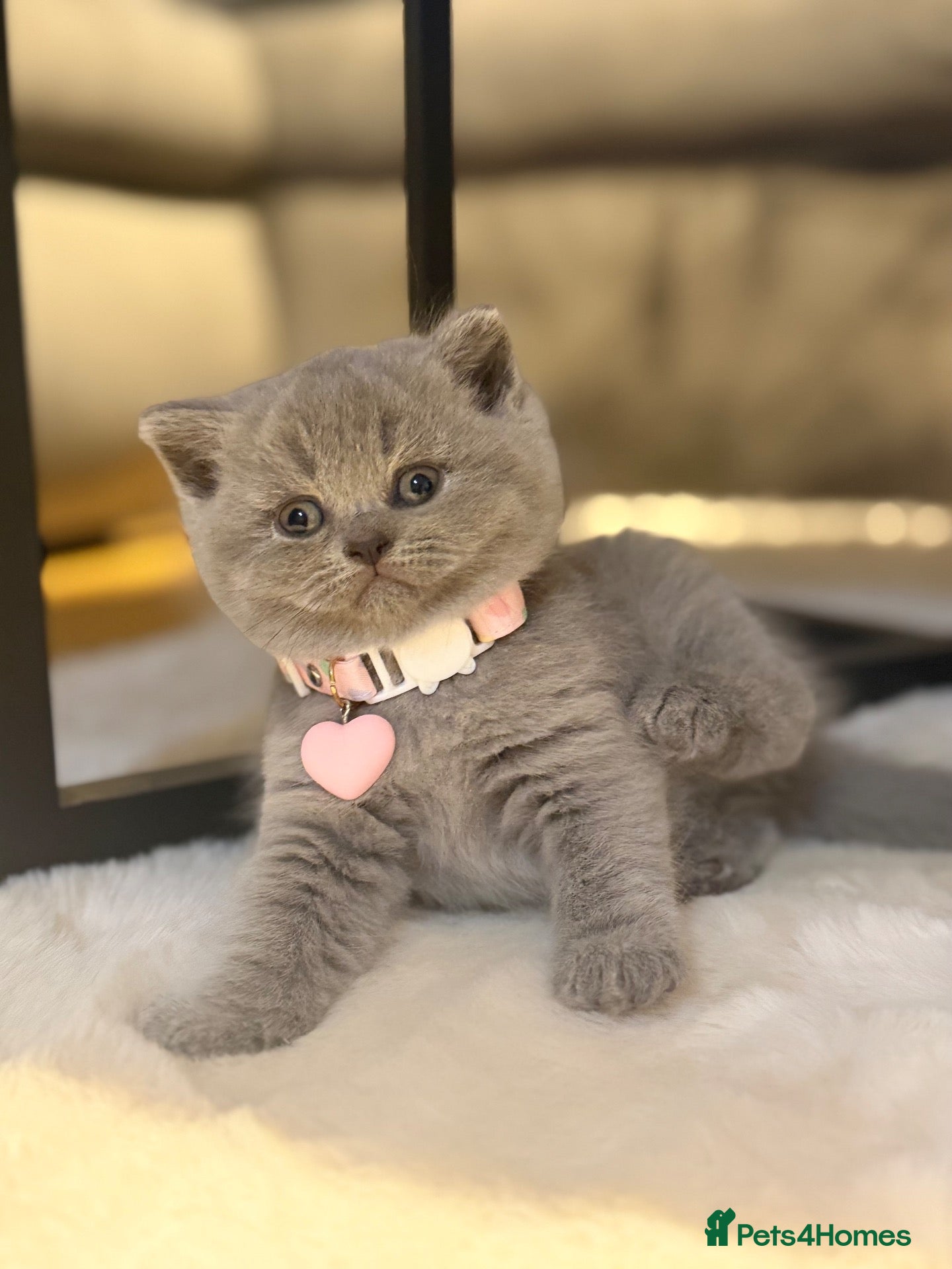 Scottish Fold cats Schotish straight  - Advert 2