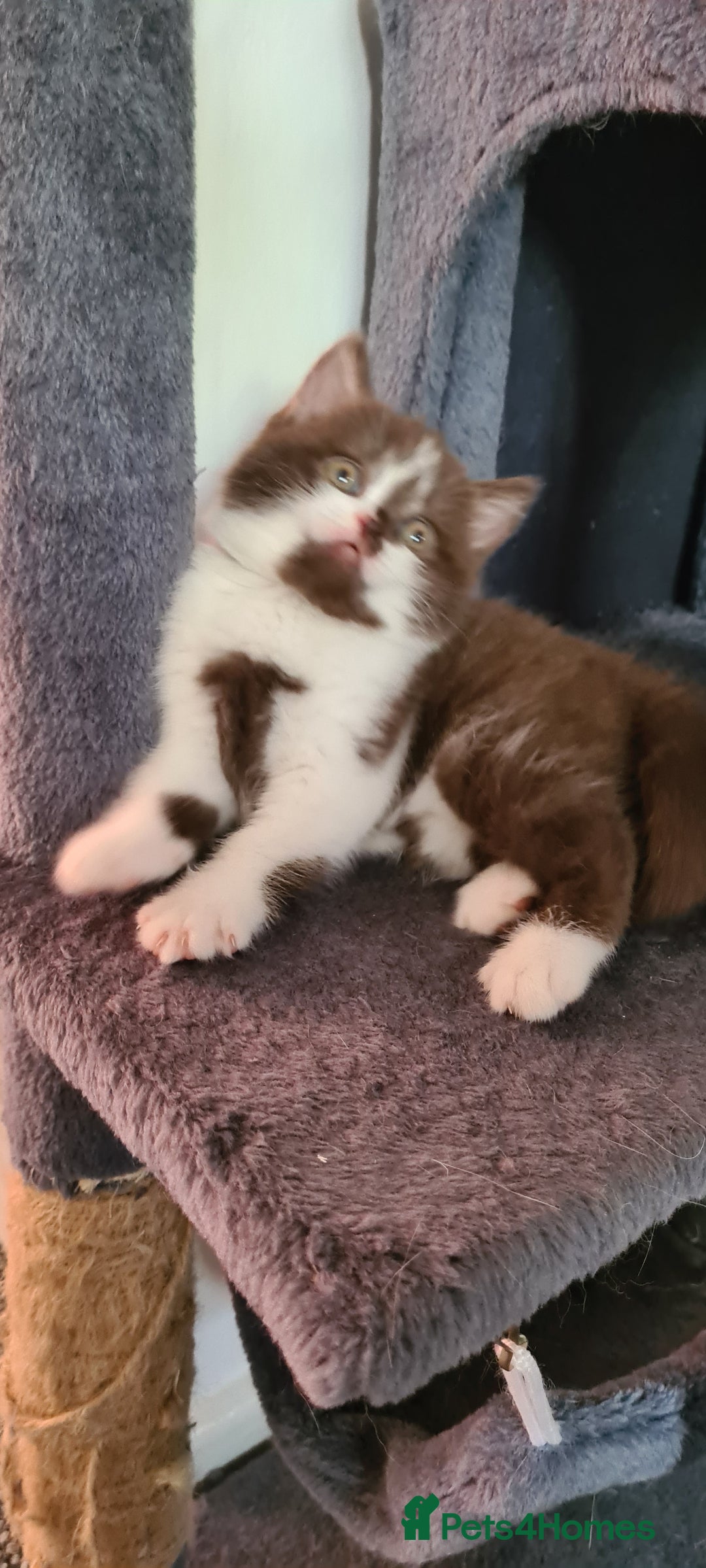 British Shorthair cats for sale: 4 Sweet PEDIGREE kittens - Image 13