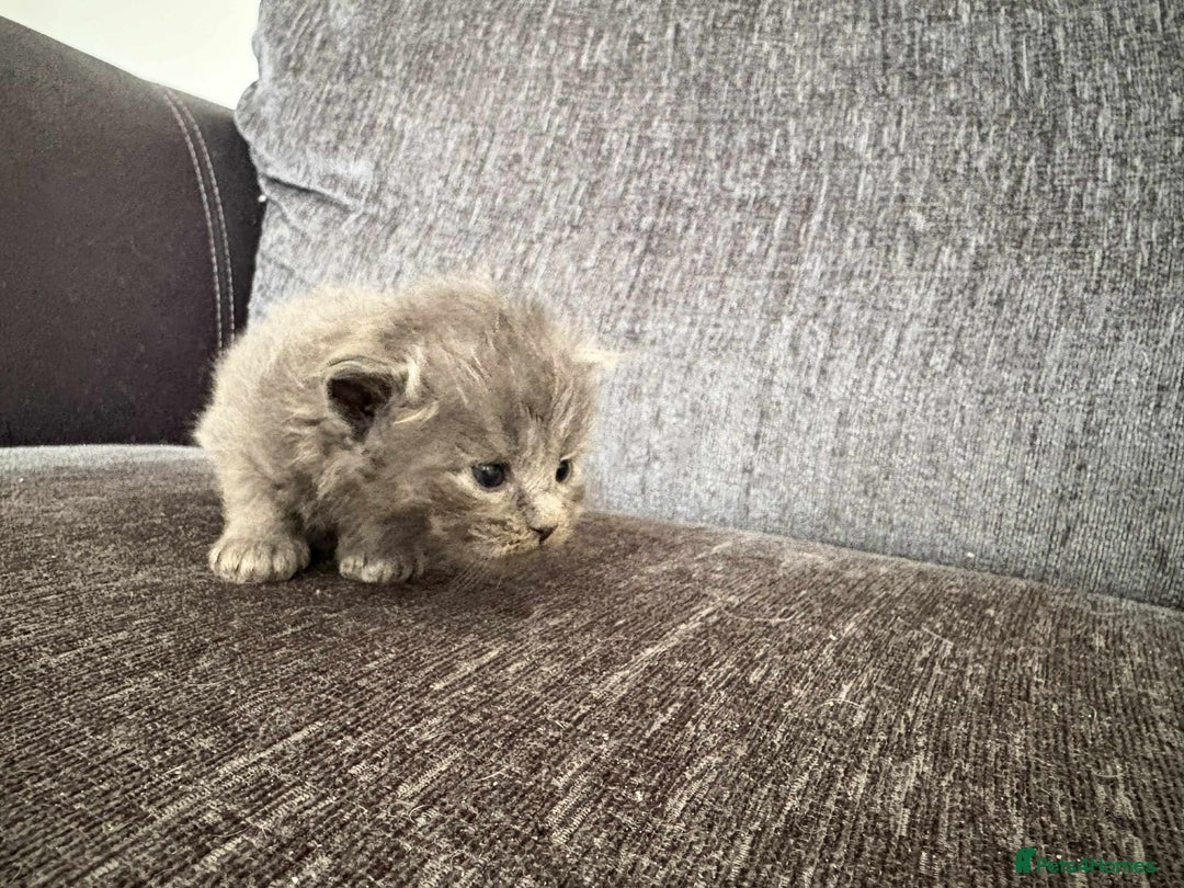 Maine Coon cats for sale: 3/4 maine coon kittens  - Image 6