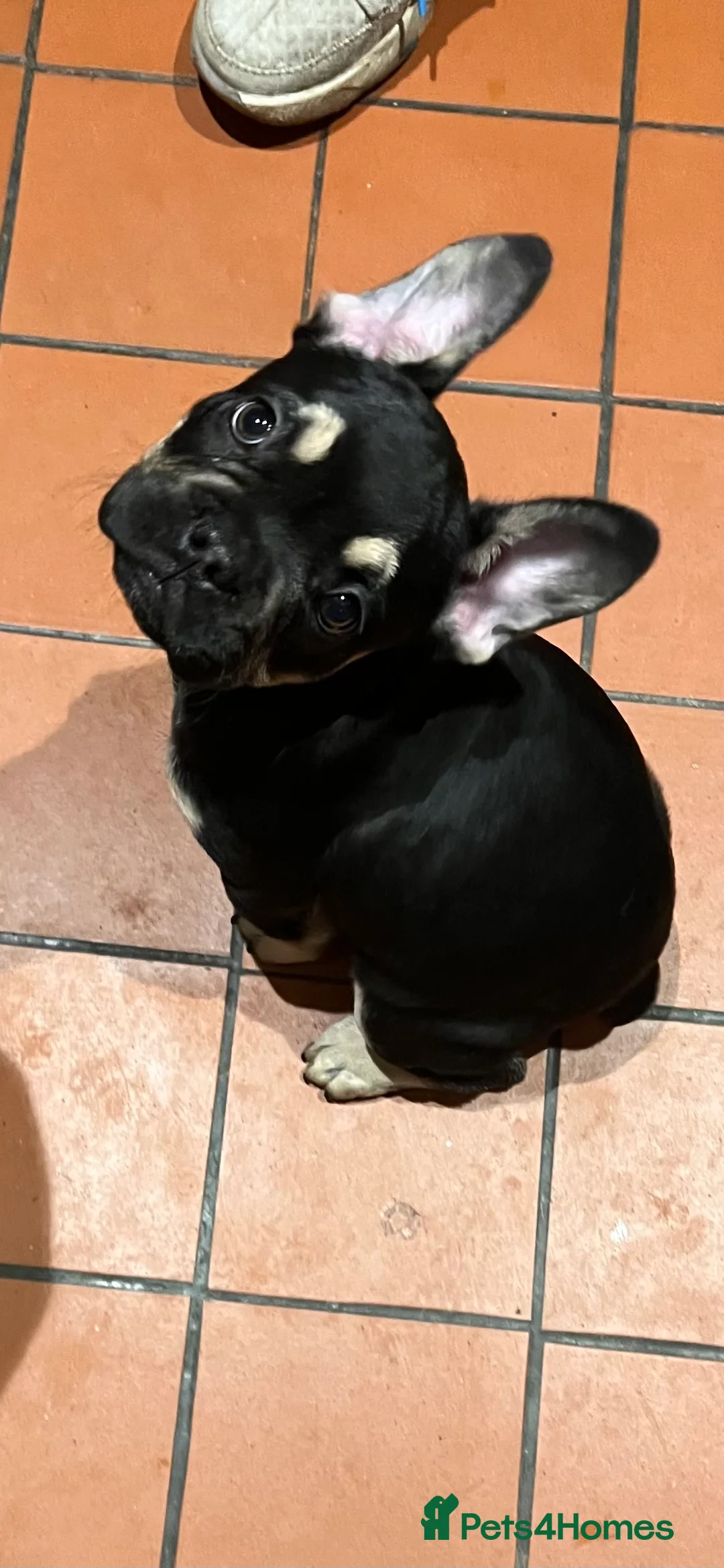 French Bulldog dogs for stud: Chocolate Tan french bulldog Burtie in Sevenoaks - Advert 17