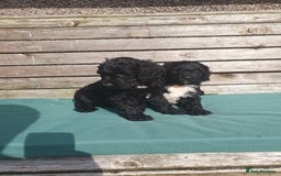 Sproodle dogs for sale: sproodle puppies - Image 5