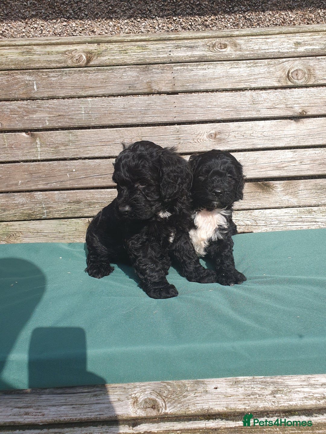 Sproodle dogs for sale: sproodle puppies - Image 5