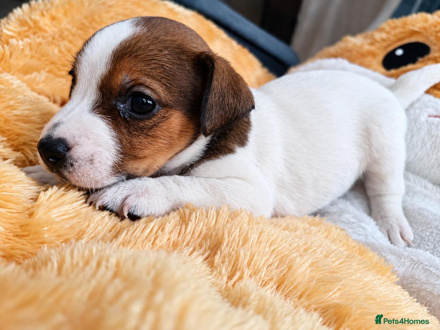 Jack Russell dogs 5 Beautiful Jack Russell Puppies - Advert 1