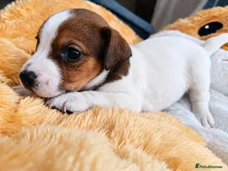 Jack Russell dogs 5 Beautiful Jack Russell Puppies - Advert 1