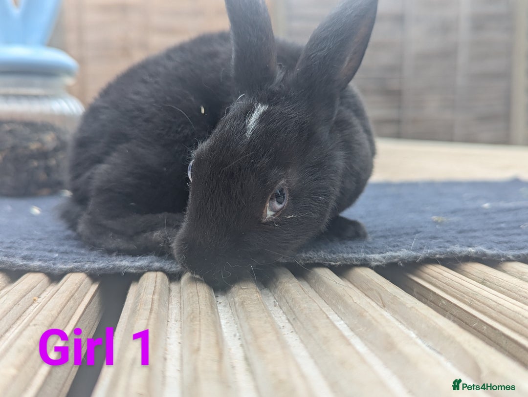 Rex rabbits for sale: Mini rex rabbit for sale - Image 16