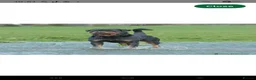Rottweiler dogs for sale: Stunning KC Registered German Rottweilers - Advert 9