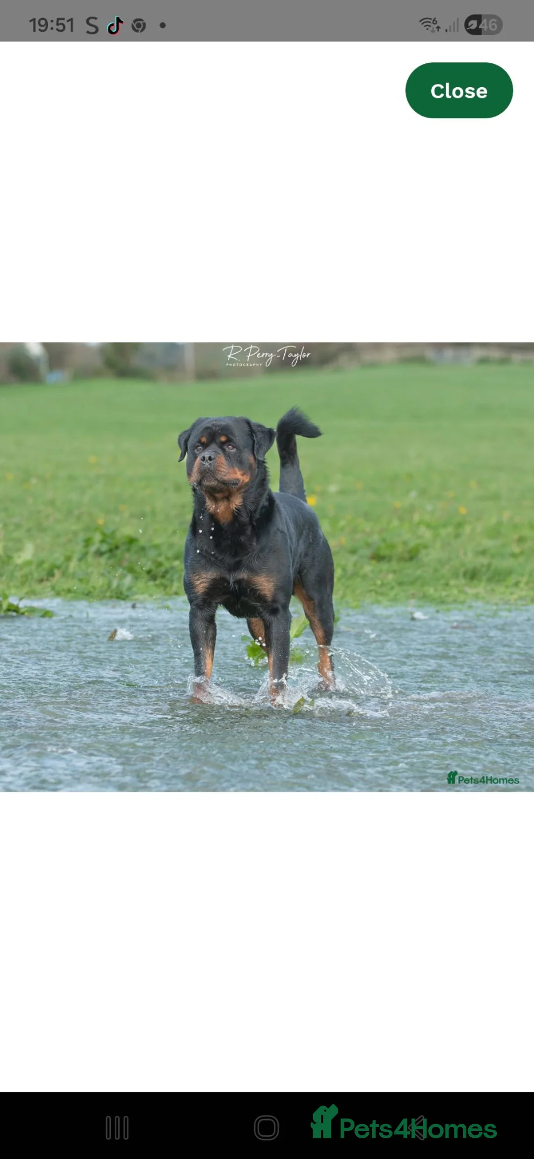 Rottweiler dogs for sale: Stunning KC Registered German Rottweilers - Advert 9