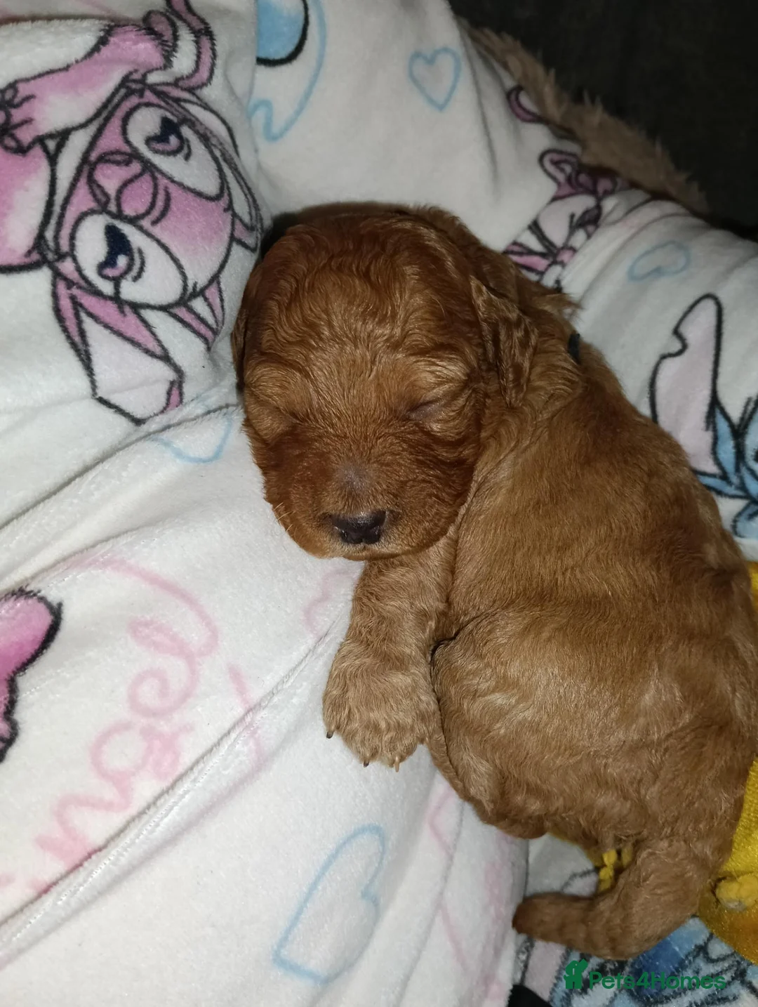 Cockapoo dogs for sale: F1b cockapoo puppies  - Advert 1
