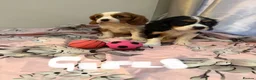Cavalier King Charles Spaniel dogs for sale: ⭐️⭐️⭐️⭐️⭐️ King Charles cavalier puppy’s  - Advert 12
